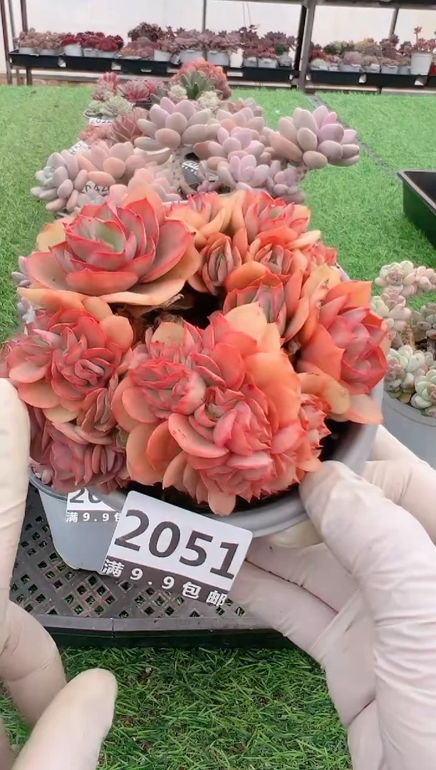 【闪购商品】信福多肉一物一拍