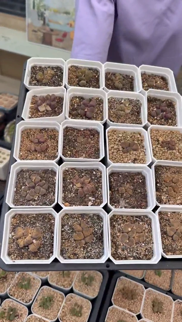 28-82多肉植物熊猫麒麟一颗