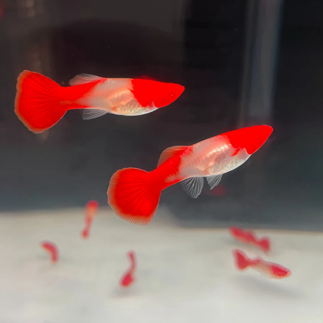 孔雀鱼观赏鱼鸿运当头3-4月龄2.5-3cm小型热带淡水鱼可繁育胎生鱼