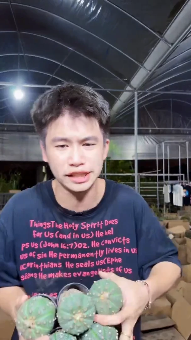 5颗 实生根 星兜 4-6cm