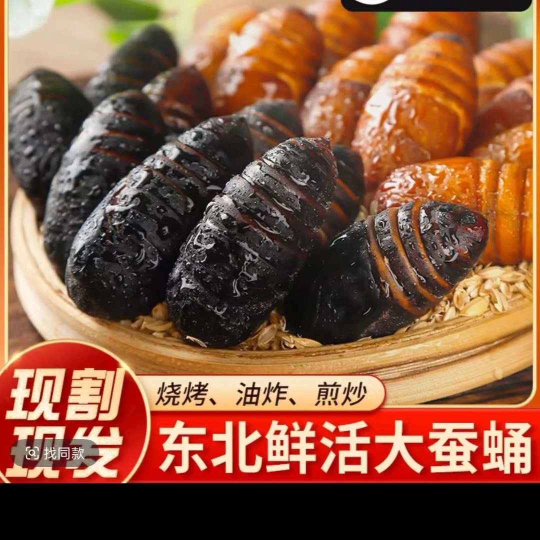 2025秋天东北柞树鲜活蝉蛹1斤（生鲜顺丰）