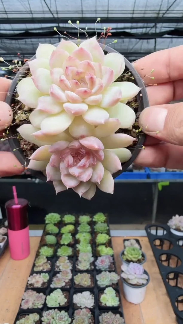 东云多肉园新款-216