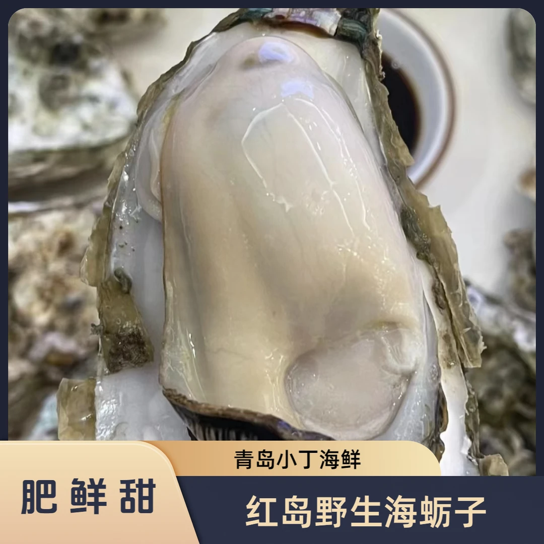 【红岛花边海蛎子】桥墩海蛎子1-2两/只 6-8斤装 鲜甜生蚝 顺丰发货