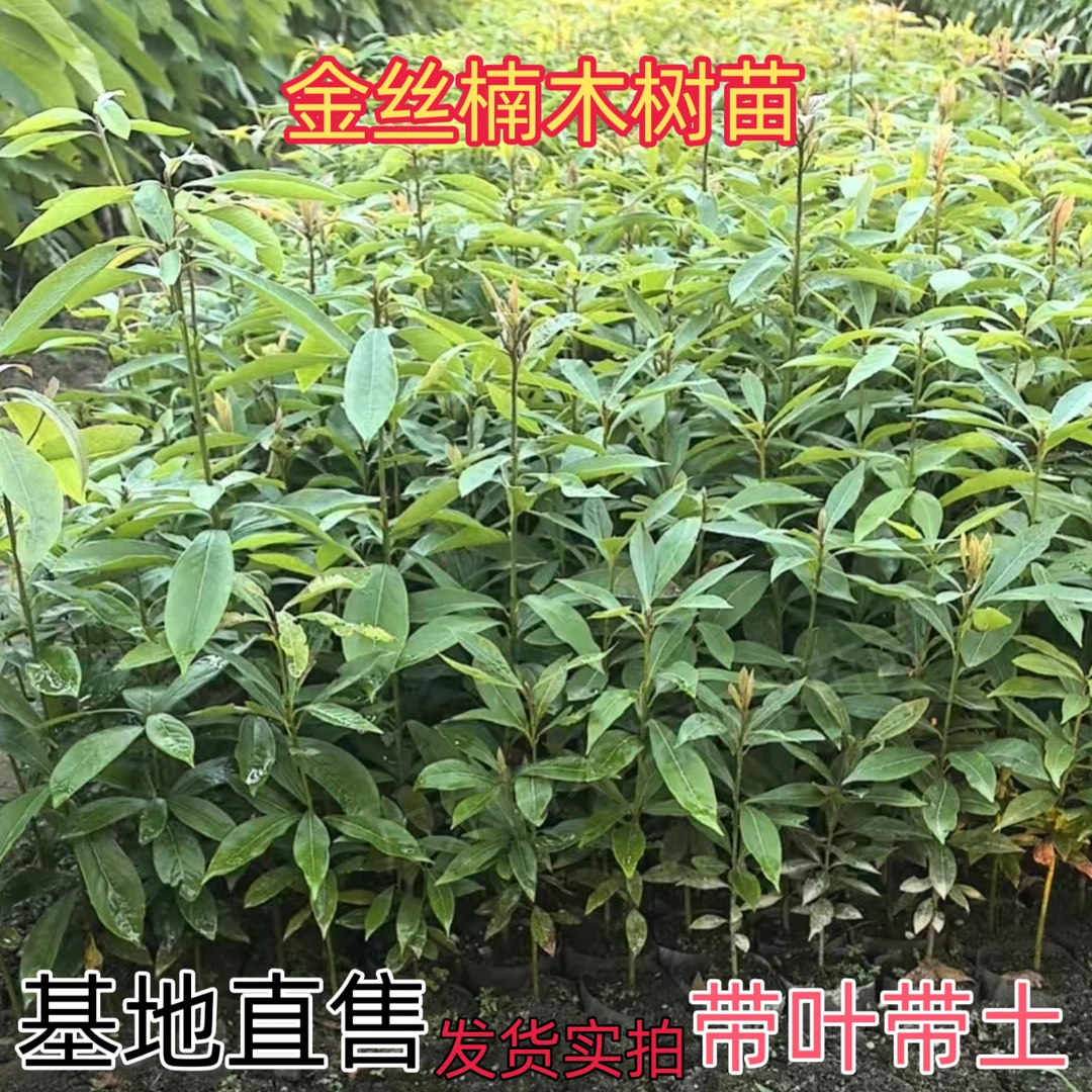 金丝楠木树苗正宗小叶桢楠大树名贵树苗庭院绿化地栽盆栽四季常青