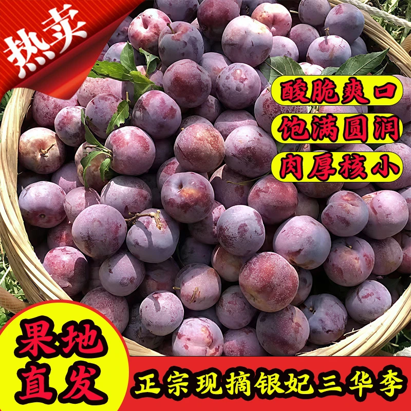 【大果】顺丰京东正宗广东钱排银妃三华李现摘现发新鲜李子孕妇水果
