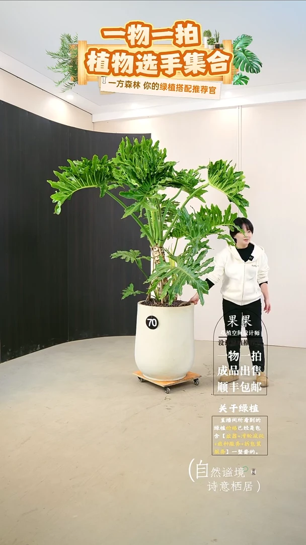 无花朵K****-大老桩龙鳞春羽连盆种好栽好一整套送货上门