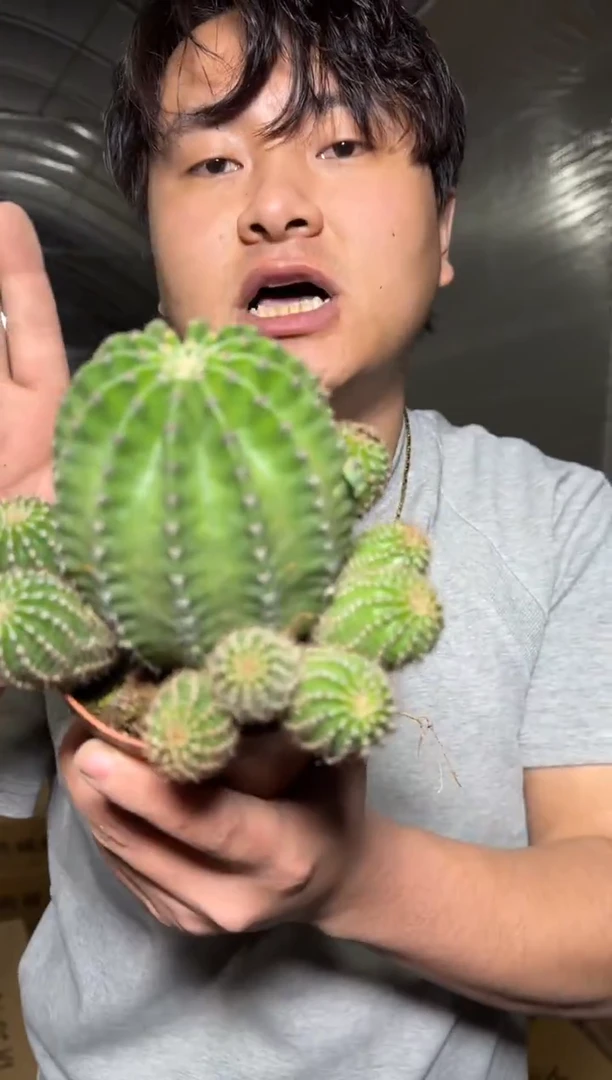 tlb【28号】彩草【带根】