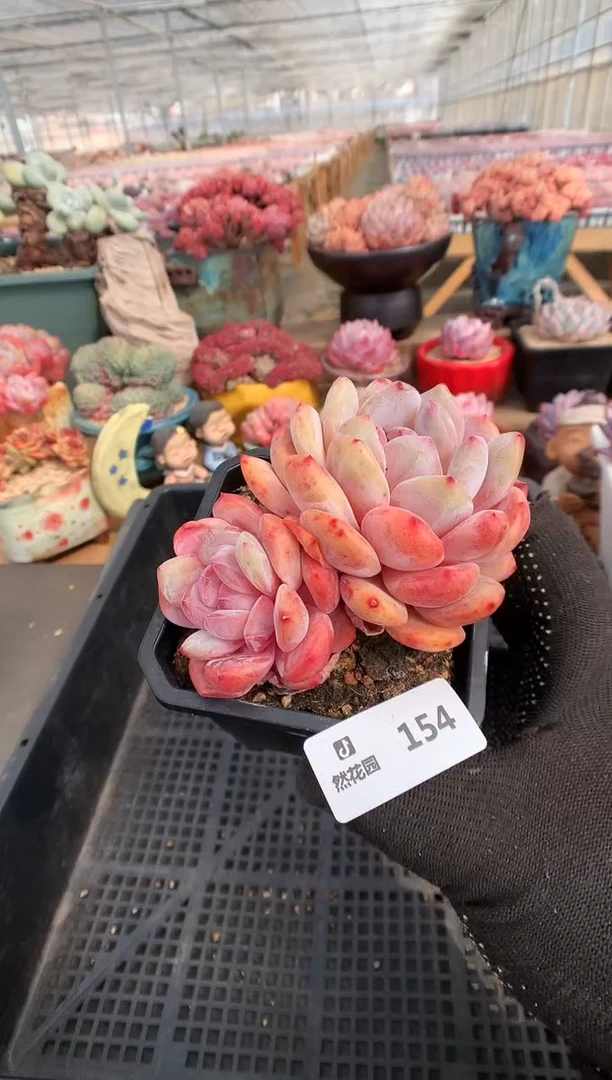 【闪购商品】154日本雪天使一物一拍