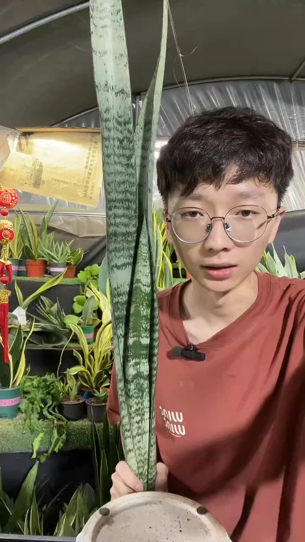 硬叶银麦裸根18.8