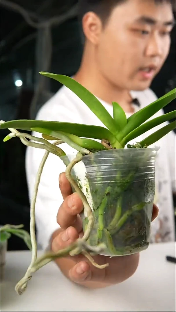 当前无花朵，栽培后可花朵蓝星（2.5）叶黄叶瑕 ，剪梗苗