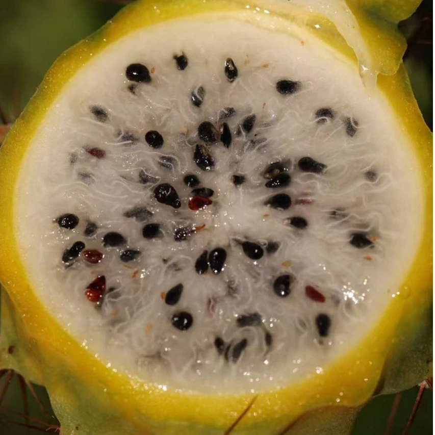 海南高端水果燕窝果  (个别有毛刺取前注意）顺丰