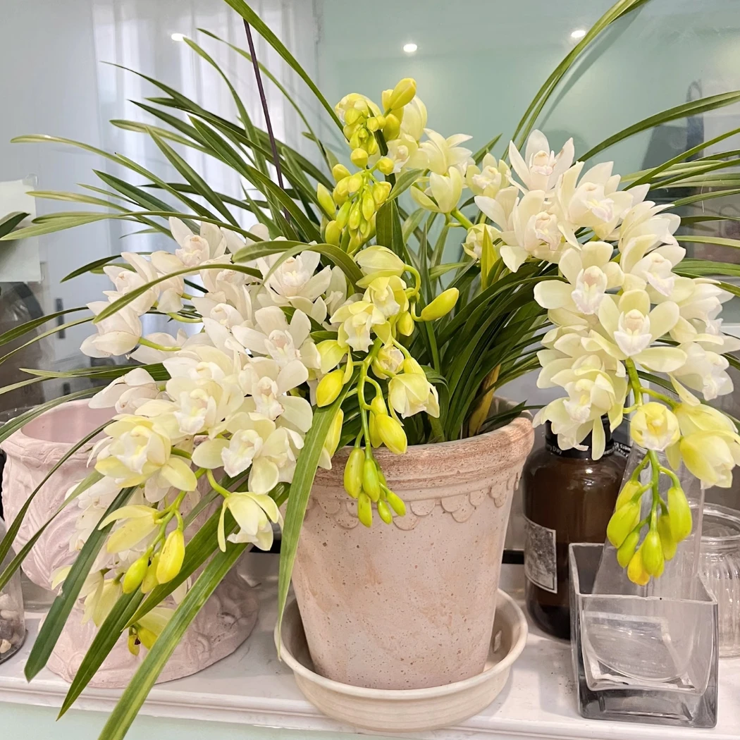 <白玉香兰>保8花剑高端室内盆栽大花蕙兰160口径云南基地直发