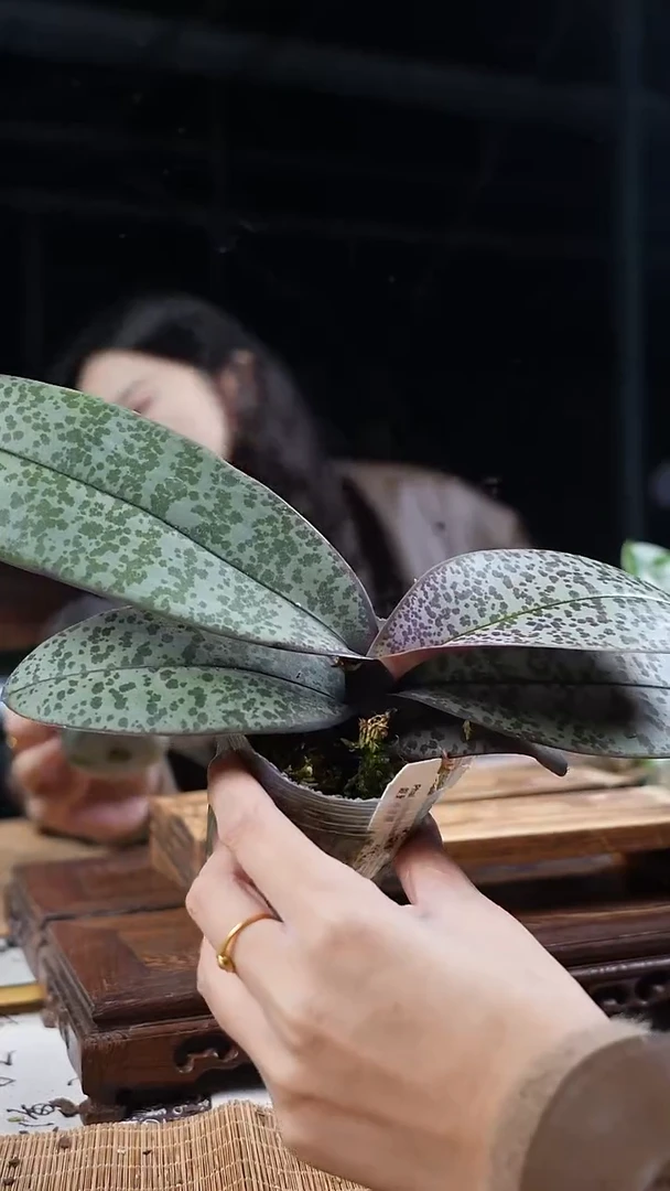 完全开放银叶西雷丽