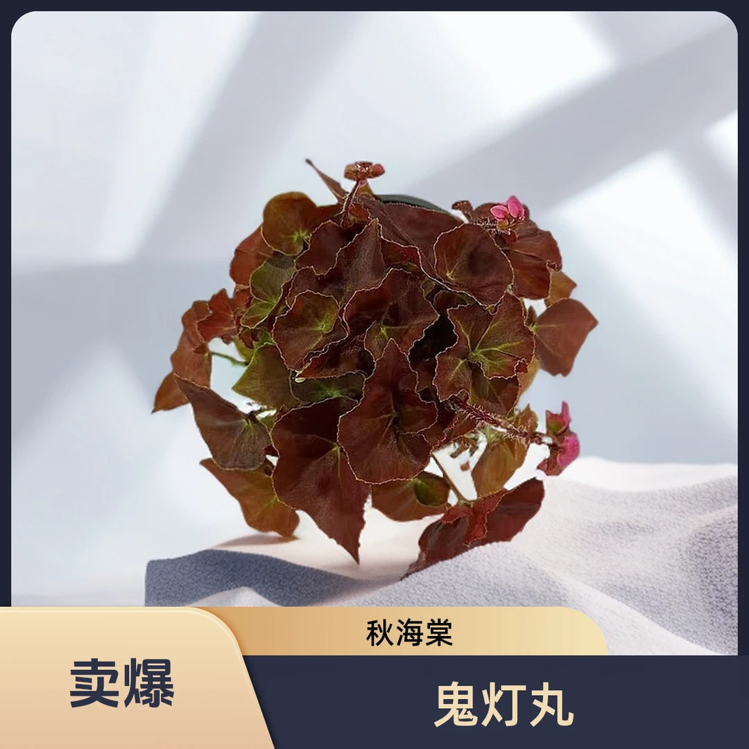 鬼灯丸 秋海棠热植 不包叶损《两单包邮》