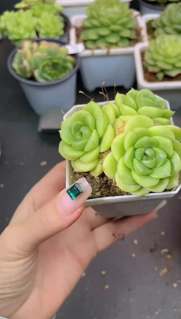 319金珠一物一拍