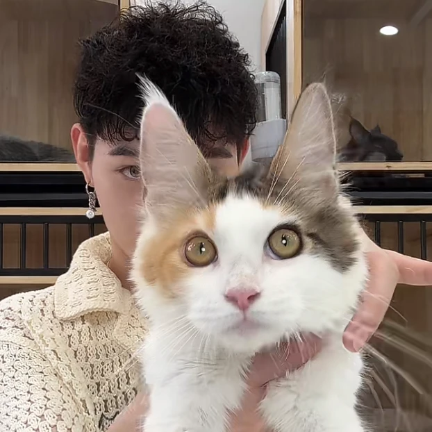 来了姊妹-三花缅因猫 妹妹 6215