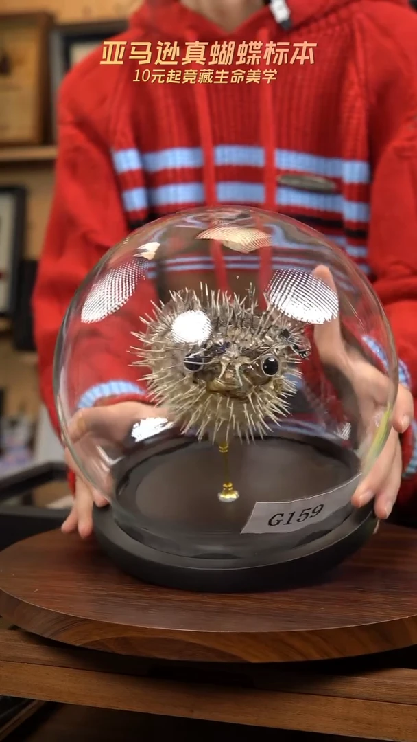 动物标本摆件竞拍g159