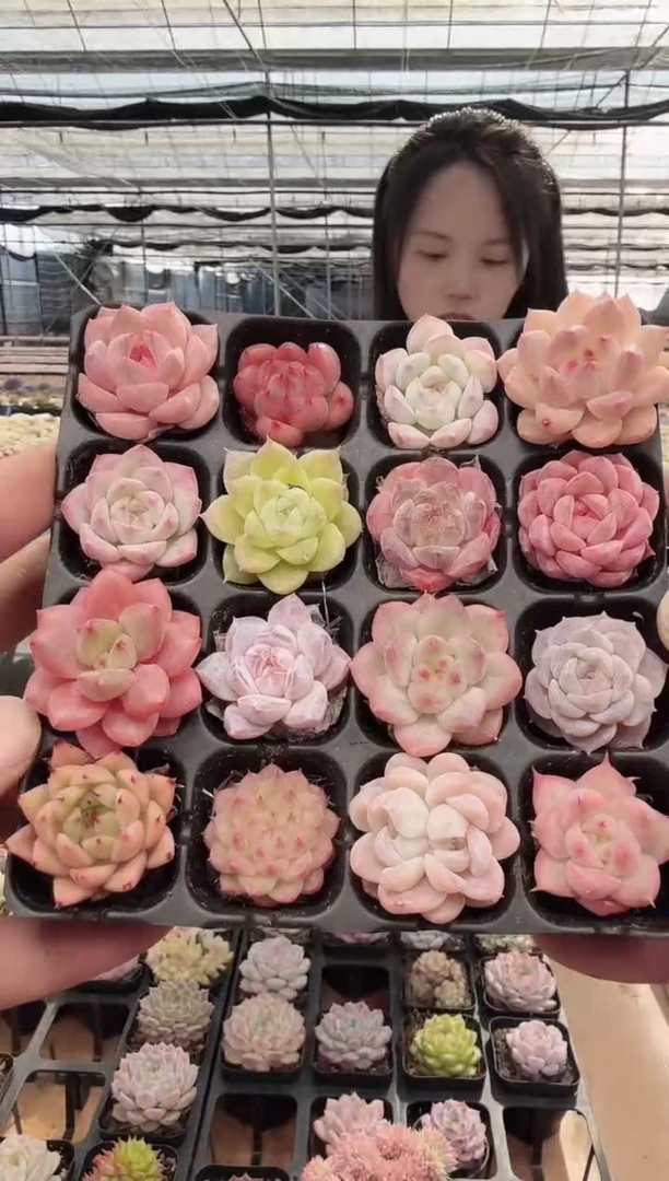 东云多肉园新款-92