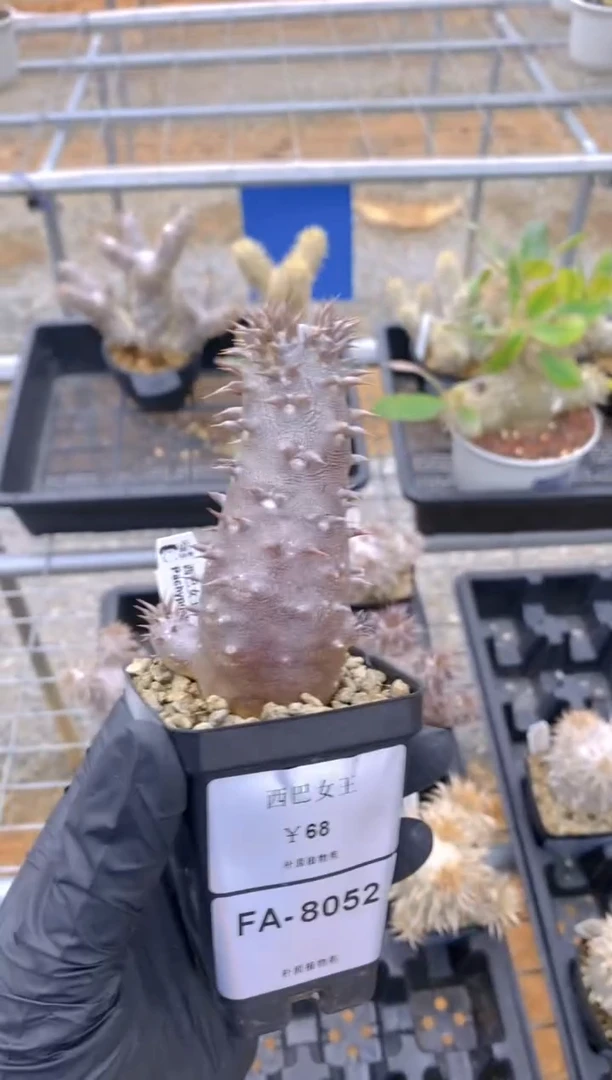 【闪购商品】西巴女王F-A8052