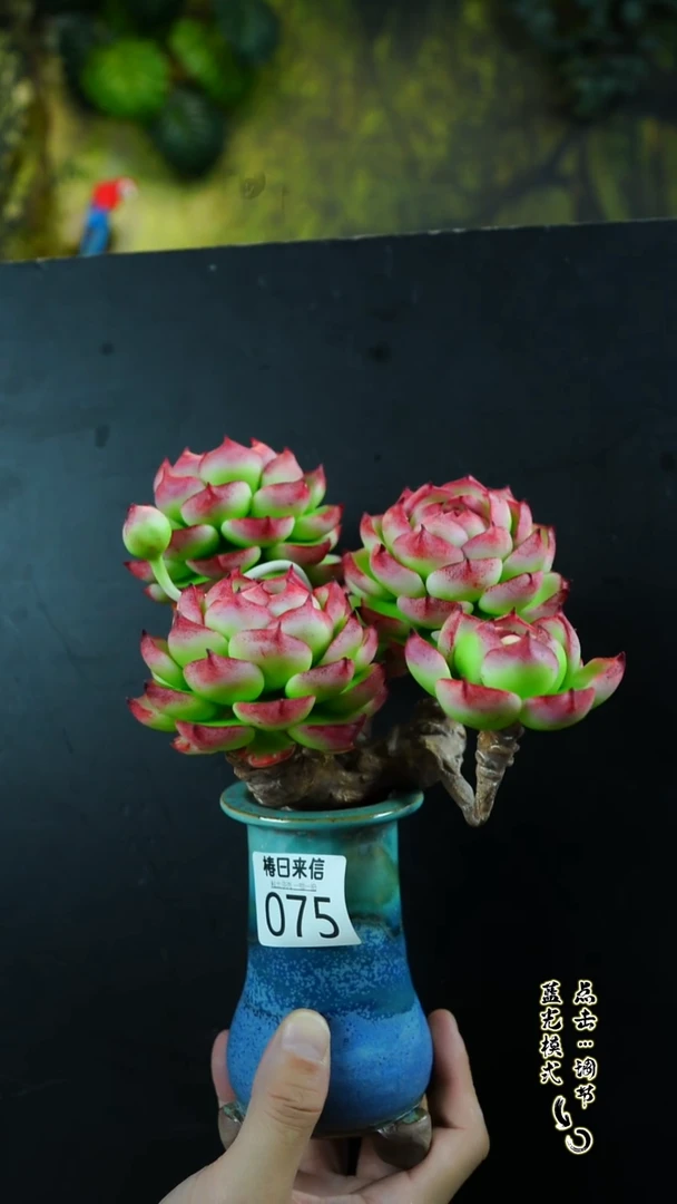 075.。。。。。。。。。。。。。