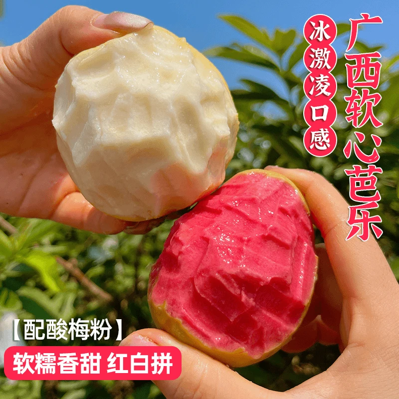 广西芭乐番石榴新鲜树上熟当季水果番石榴源产地现发