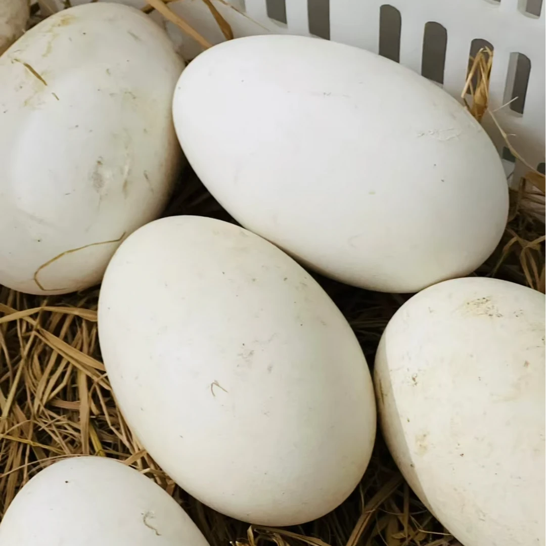鹅蛋  农家散养土鹅蛋