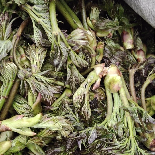 2025新鲜采摘叶菜刺嫩芽（已过季 勿拍）