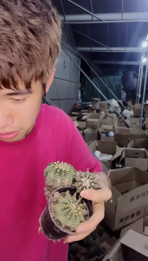 3颗 泰系高绒 纯肋骨【带根】