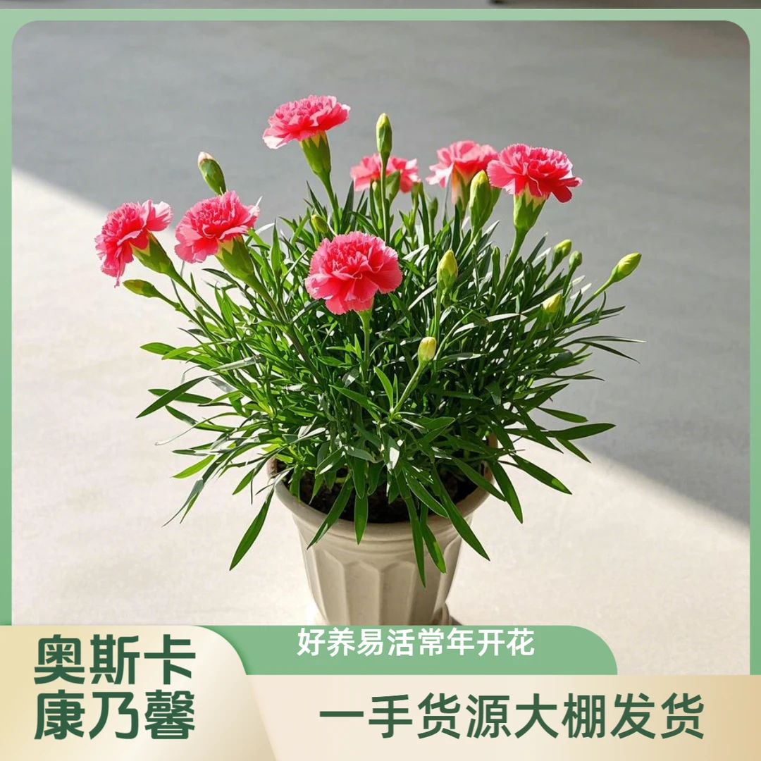 奥斯卡石竹康乃馨盆栽花卉绿植室内点缀常年开花好养护带花发货