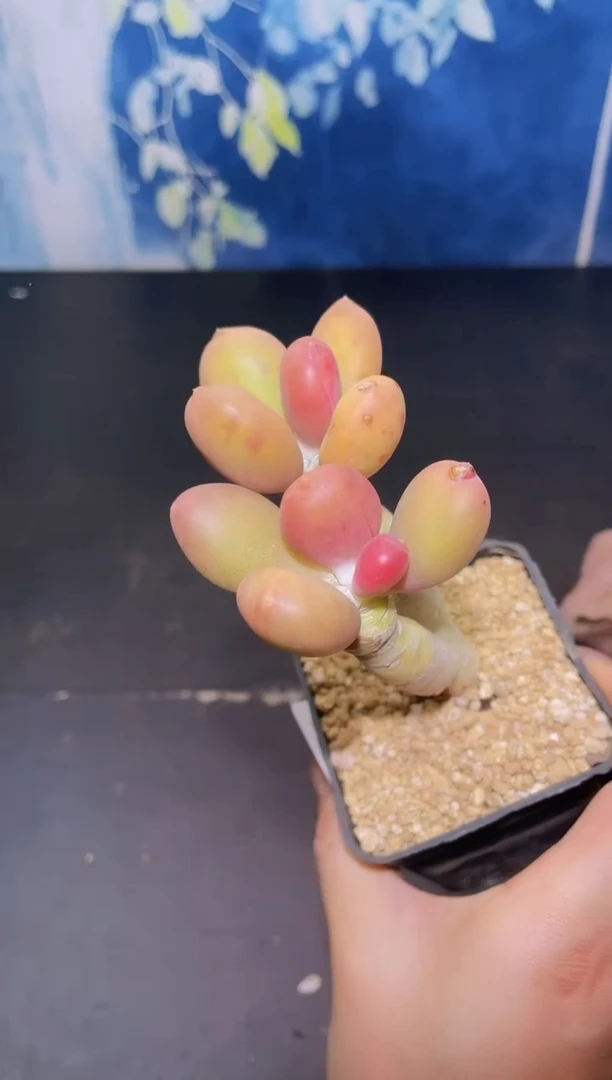 【闪购商品】080芒果奶多肉