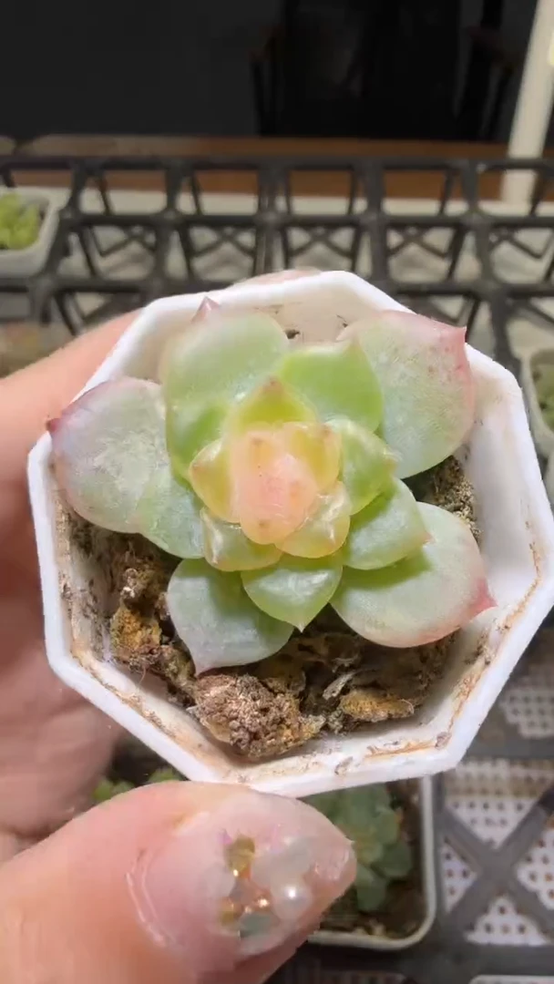 1557  云岚多肉植物
