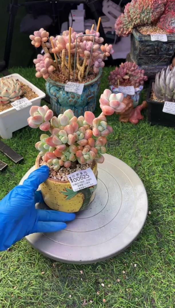 昆明印象多肉00625