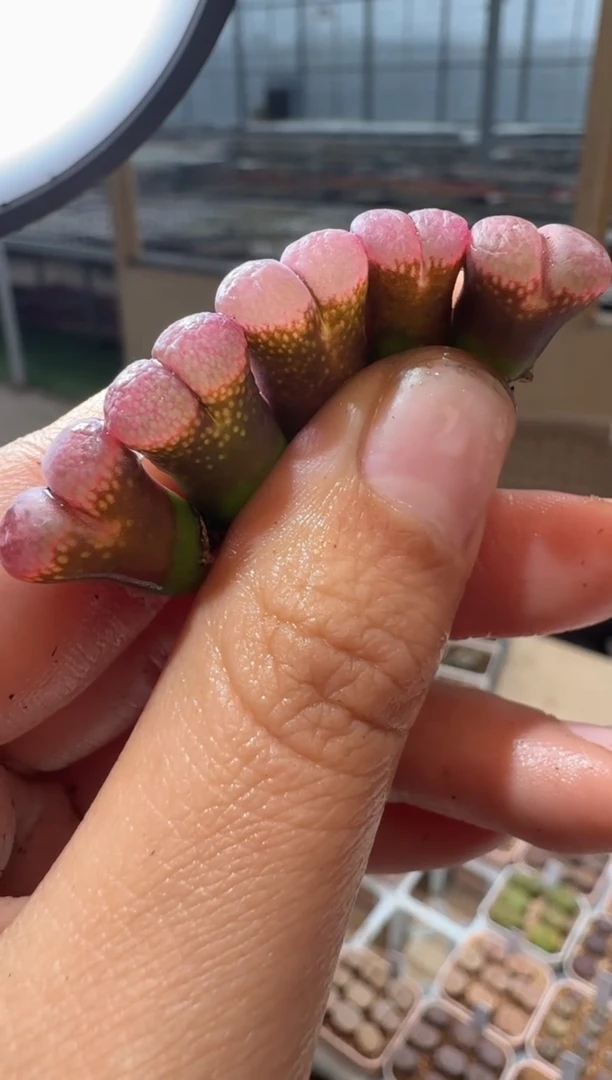 134多肉植物肉锥一颗