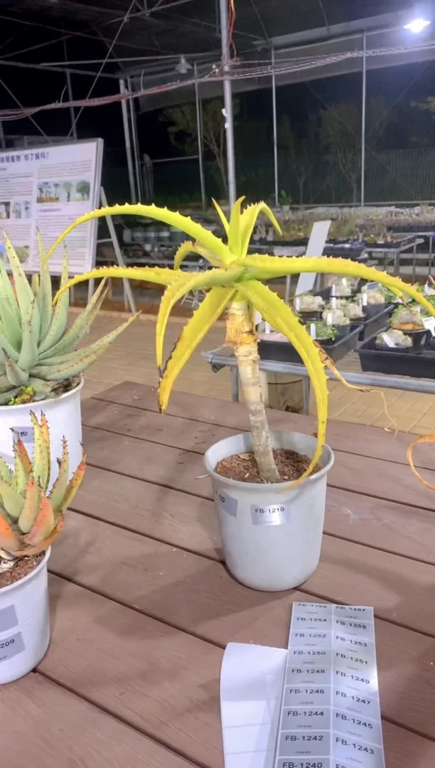 【闪购商品】原生芦荟FB-1210