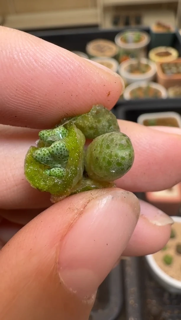 【闪购商品】2/4-203