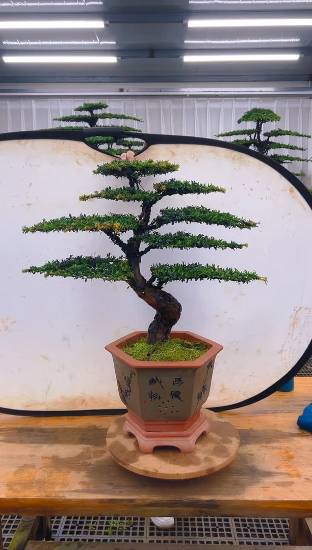 无花朵精品盆景直播间一物一拍