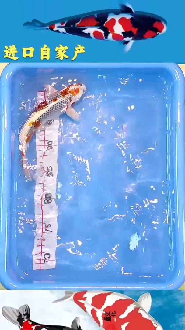 锦鲤2025/12/19悦鲤阁甄选锦鲤--29