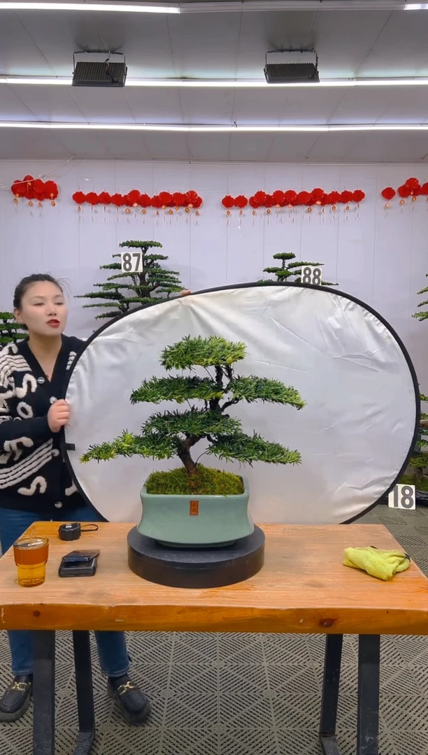 【闪购商品】盆景1