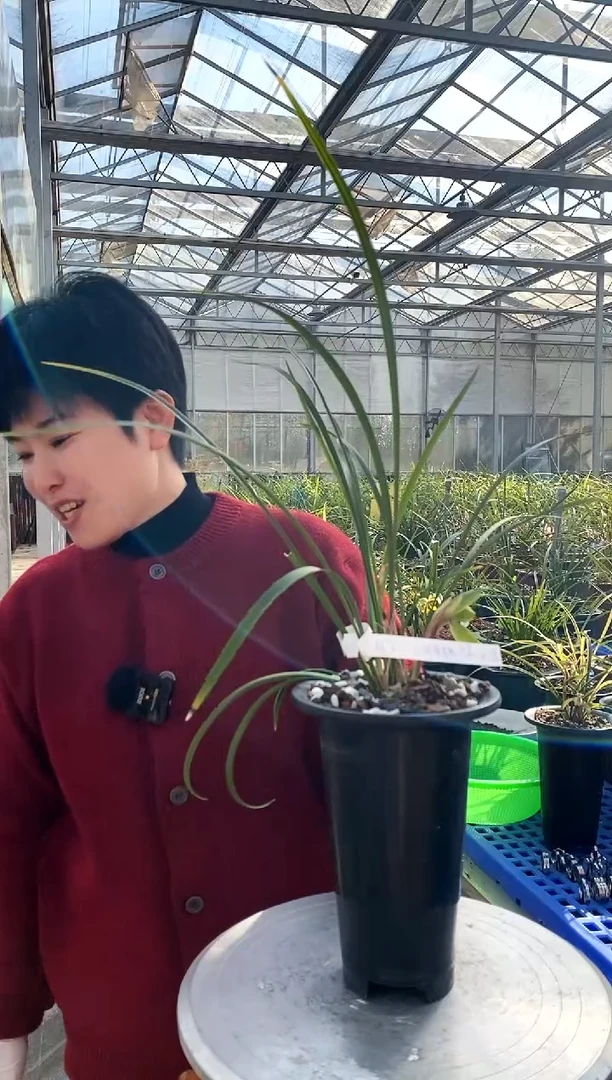 【闪购商品】同乐梅，66℃