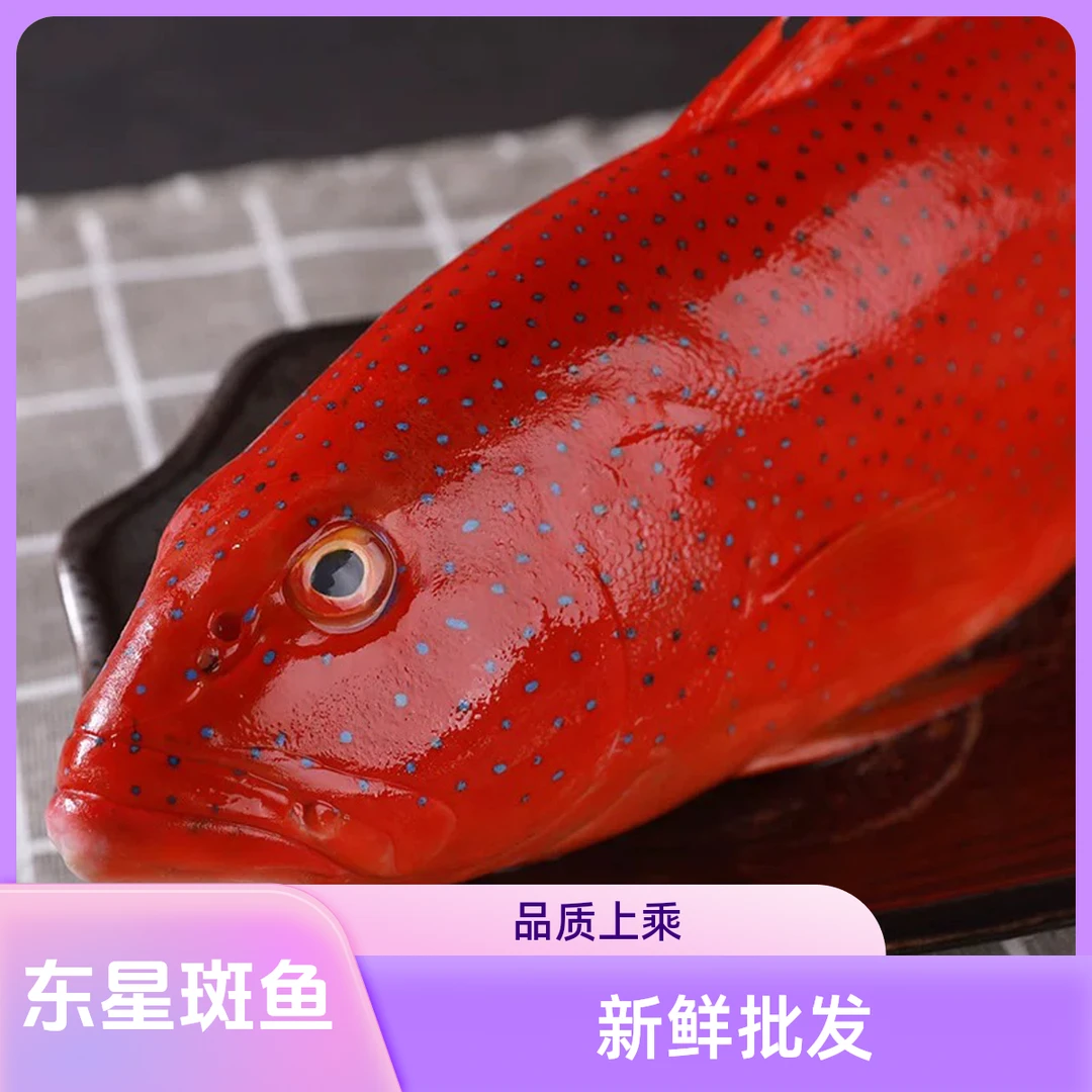 活冻东星斑海南冰鲜石斑鱼深海鱼燕尾斑冷冻批发餐厅酒楼商用零售