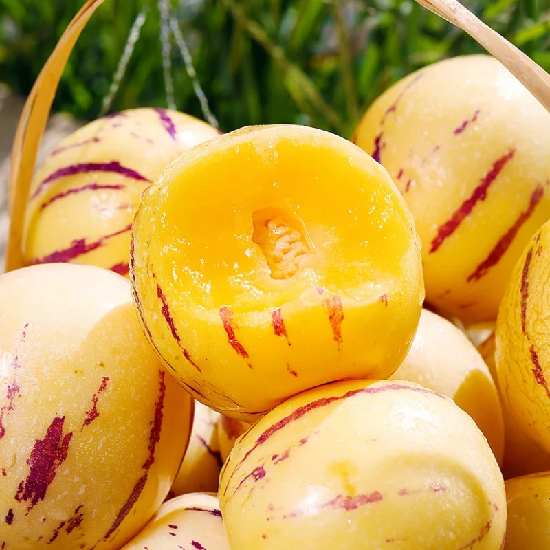 【黄肉 树上熟】正宗云南石林人参果新鲜水果低糖圆果黄肉现摘多汁