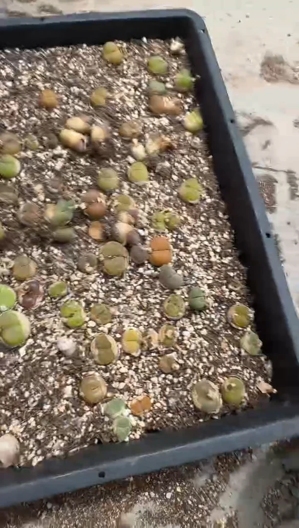 12-39多肉植物肉锥