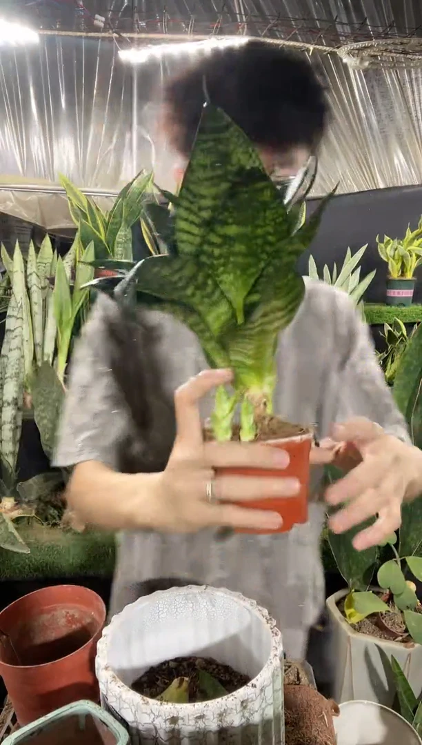 富贵虎带盆土8.8