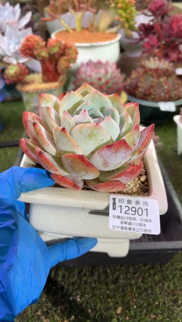 【闪购商品】12901