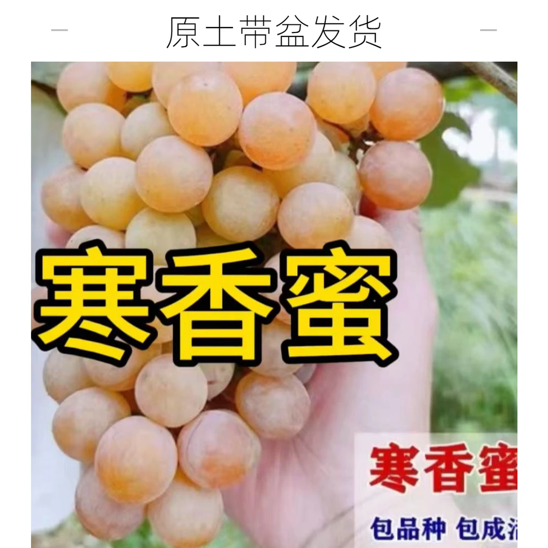 正宗对版寒香蜜葡萄苗带土带黑皮盆发货适合南北方种植懒人葡萄苗