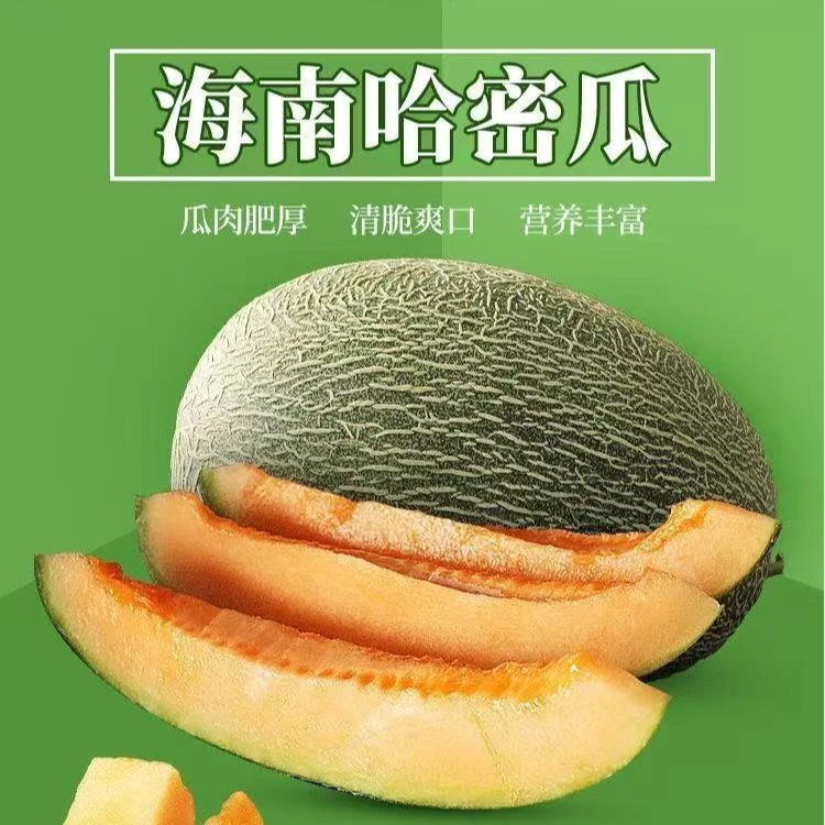 【海南直发】海沙地直发现摘现发新鲜水果西州蜜哈密瓜脆甜爽口