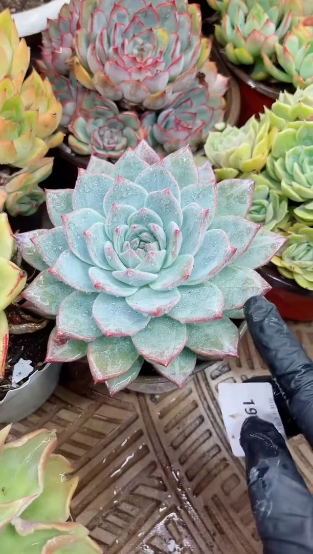 珍****➰19012多肉植物一物一拍