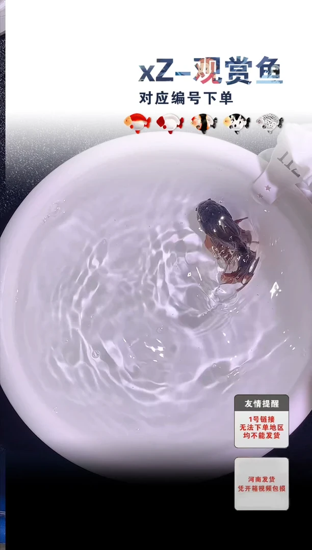 金鱼未拍包装顺丰到付112号