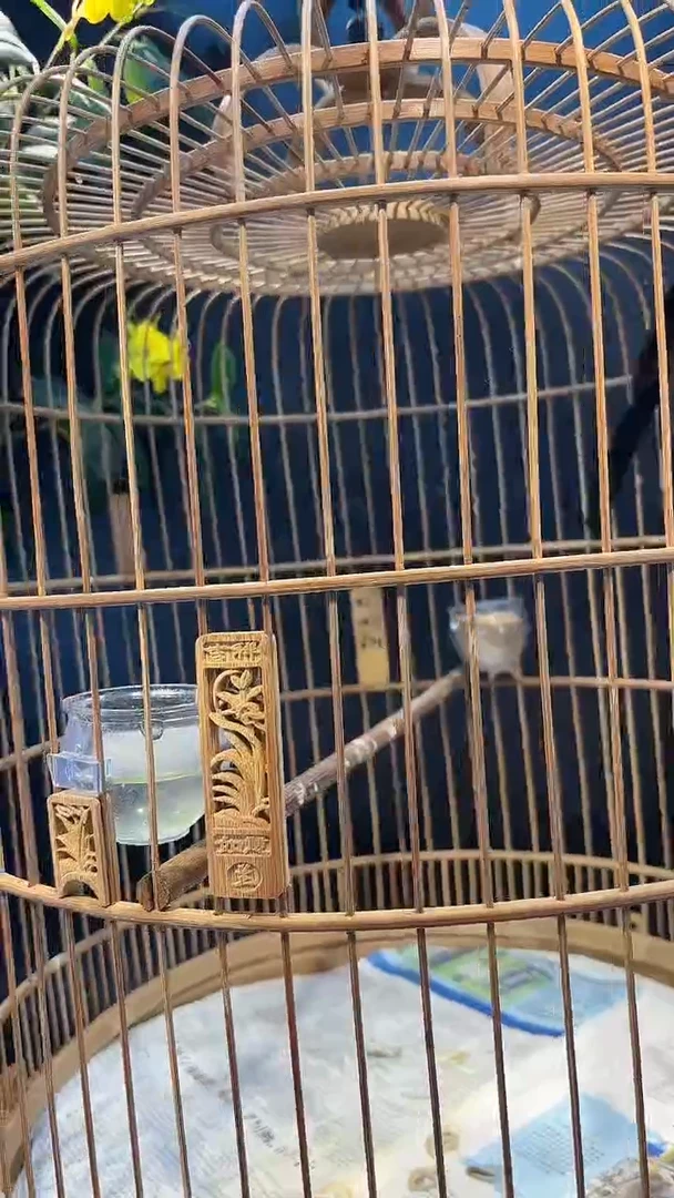 21号  长尾养笼  0元起拍