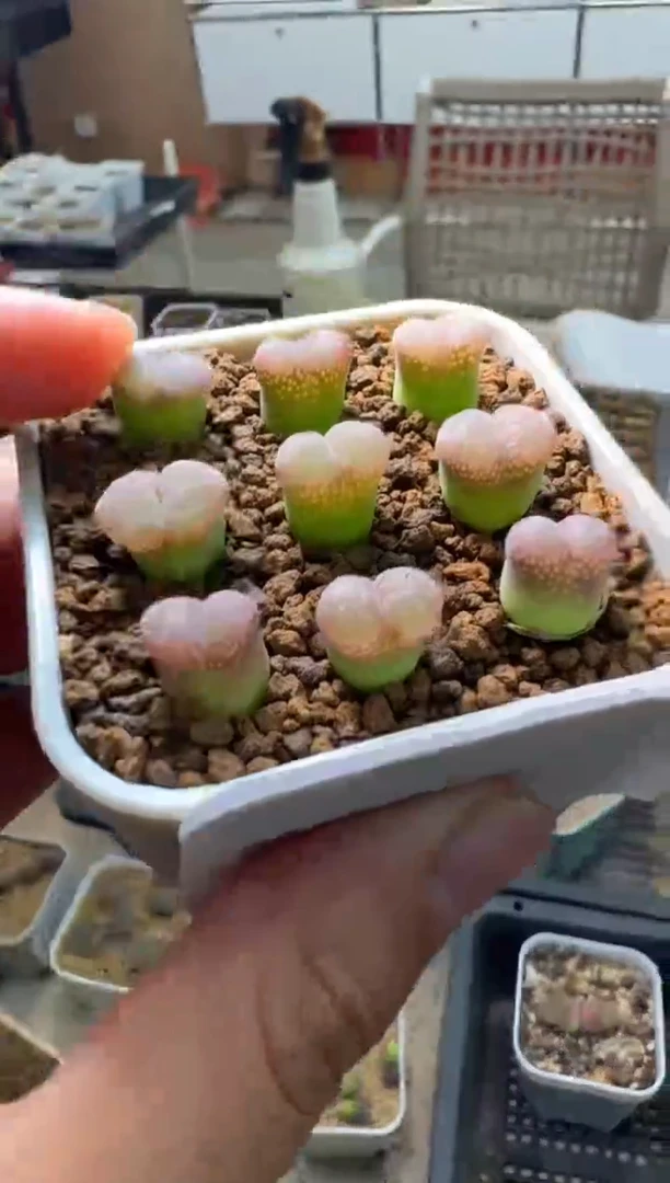 230美丽的多肉石头粉流沙风铃一颗